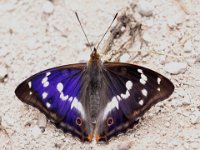 0011  (grosser Schillerfalter M)